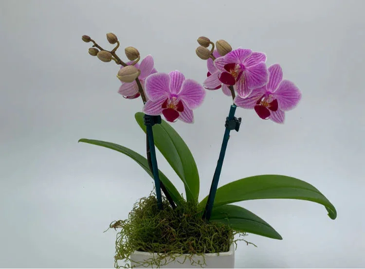 Pink Phalaenopsis orchid plant with green leaves in white pot with moss, isolated on white background