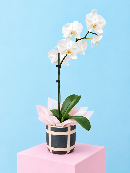 Orchid plant 🪴 Super cute, long flowering Phalaenopsis Orchid in wrapped beautifully box