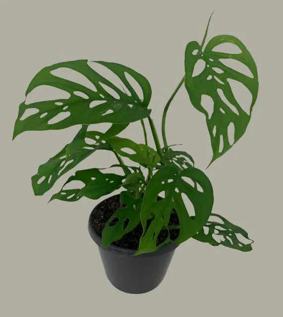 Monstera Adansonii "Swiss Cheese Vine" in pot