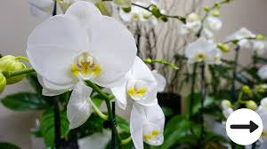 White orchids