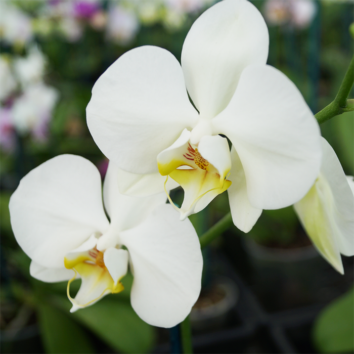 Orchid plant 🪴 Super cute, long flowering Phalaenopsis Orchid in wrapped beautifully box