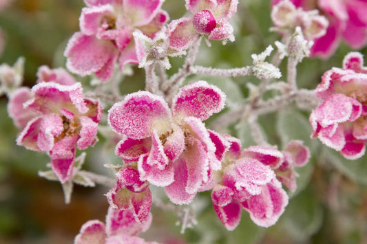 Close-up of pink flowers covered in delicate frost crystals with green leaves in background