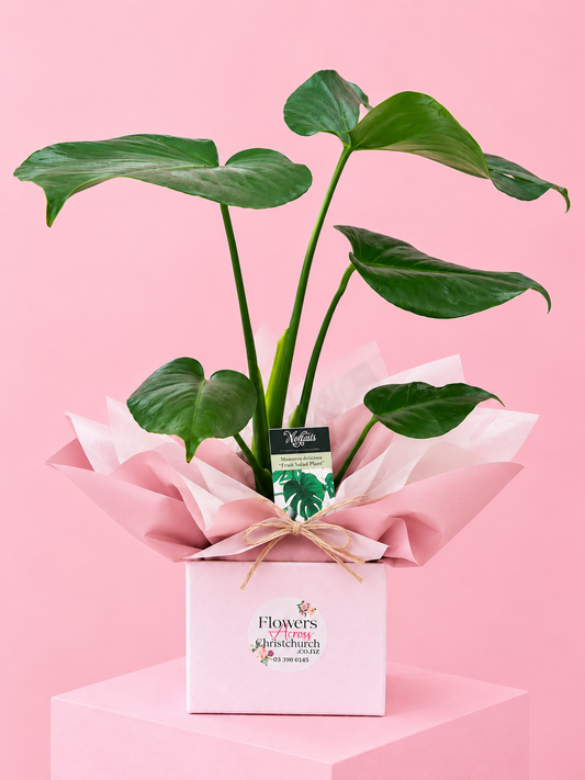 Monstera Deliciosa