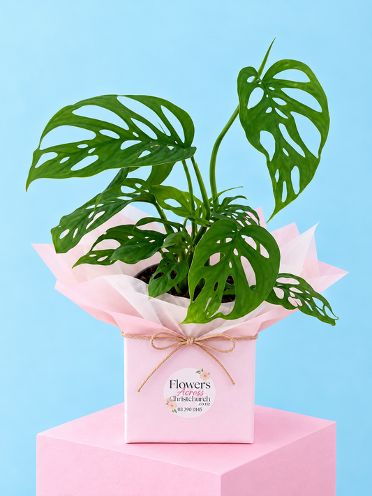 Monstera Adansonii "Swiss Cheese Vine"
