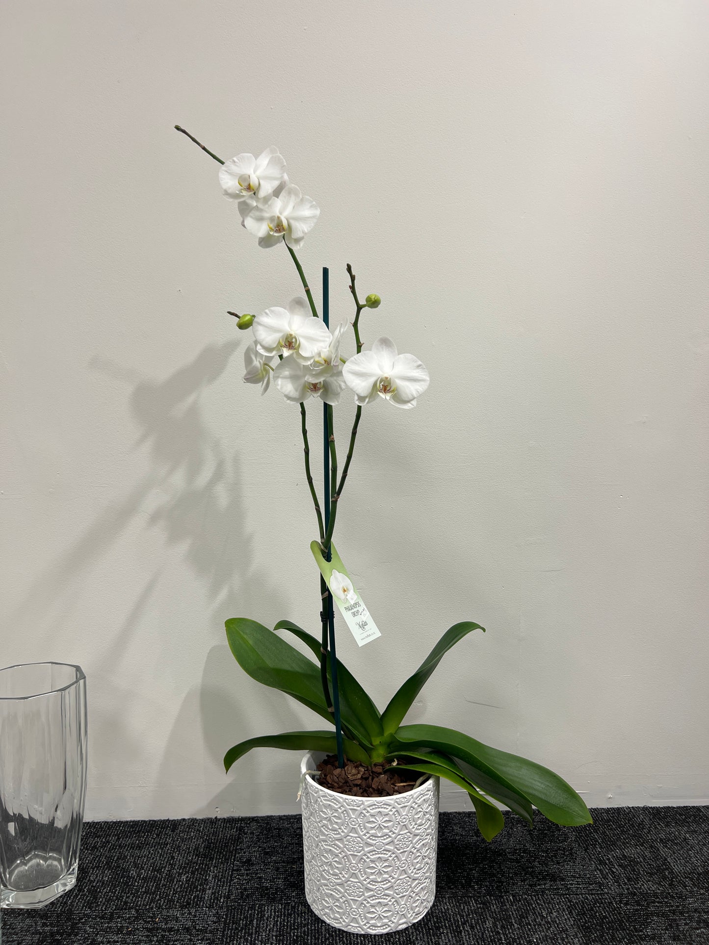 white orchids port