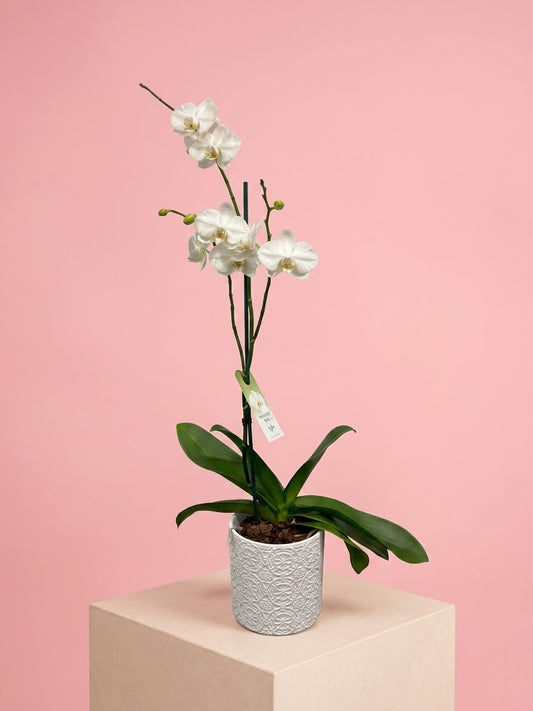 Orchid plant 🪴 Super cute, long flowering Phalaenopsis Orchid in wrapped beautifully box