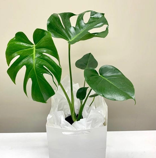 Green potted plant in a white pot