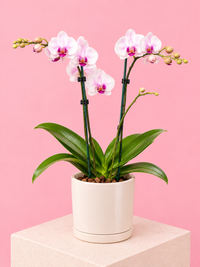 Orchid plant 🪴 Super cute, long flowering Mini Phalaenopsis Orchid in wrapped Possy box