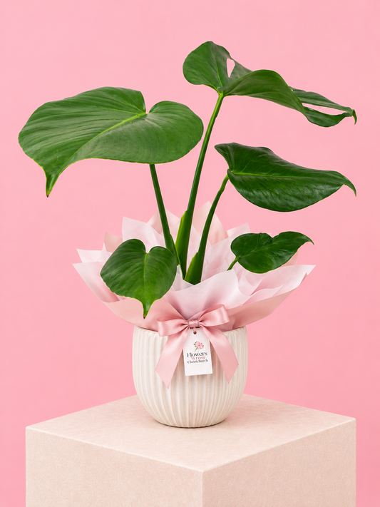 Monstera Deliciosa