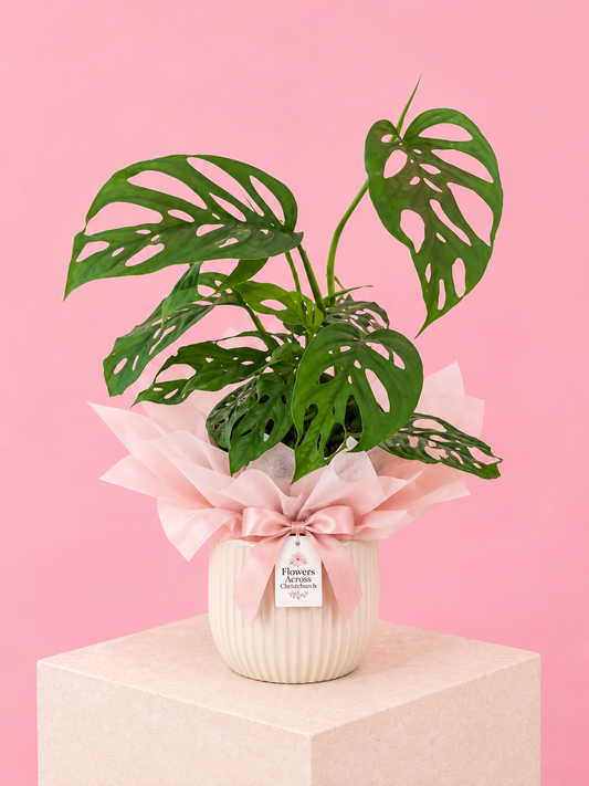 Monstera Adansonii "Swiss Cheese Vine"
