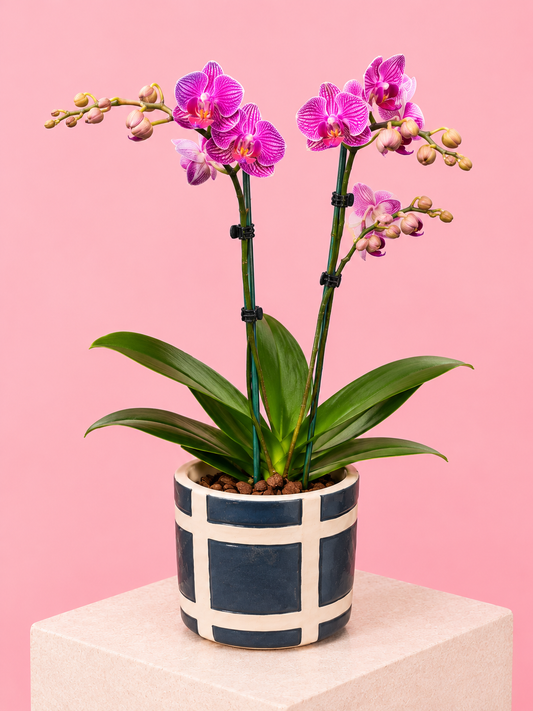 Orchid plant 🪴 Super cute, long flowering Mini Phalaenopsis Orchid in wrapped Possy box