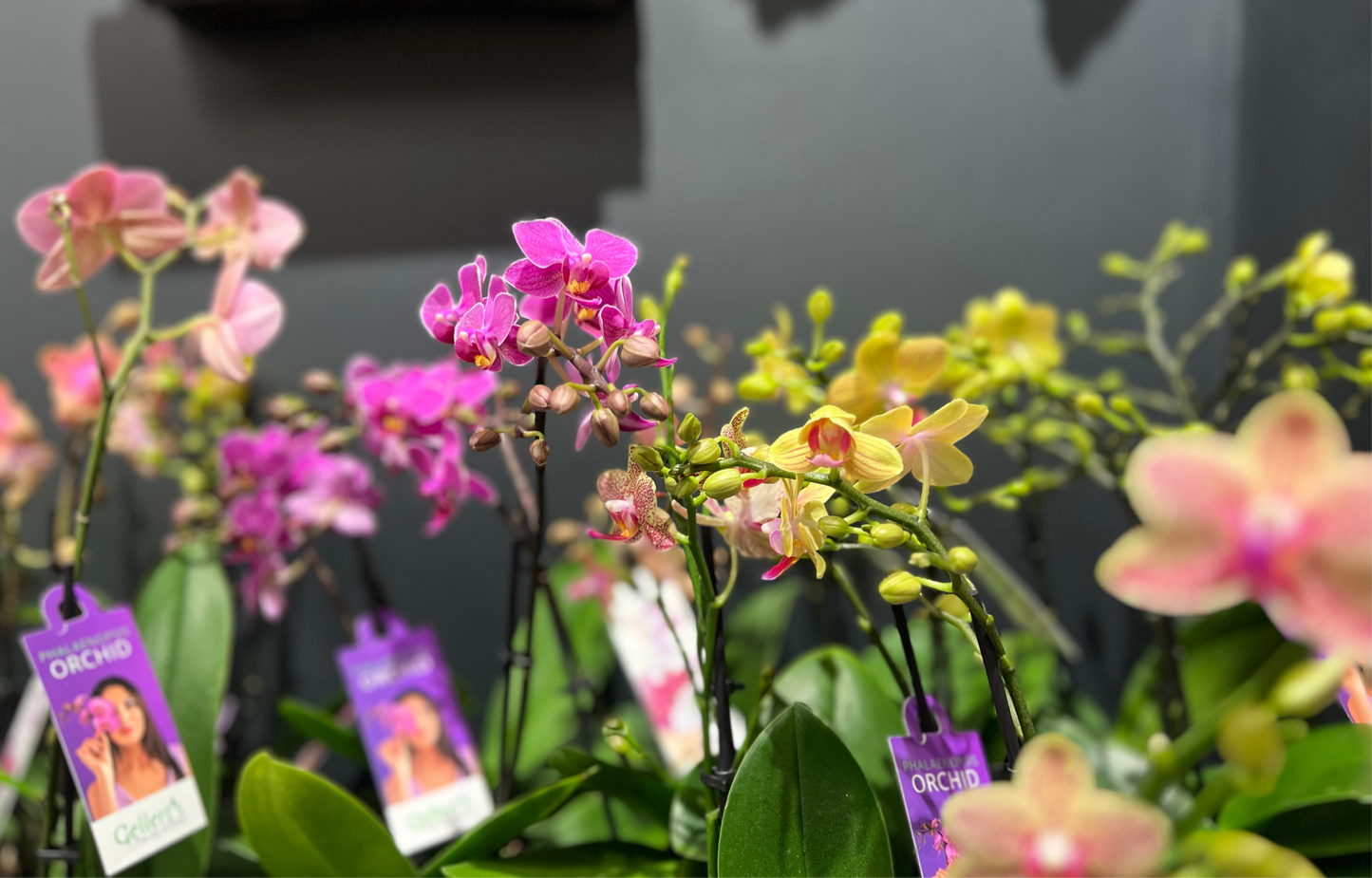 Orchid plant 🪴 Super cute, long flowering Mini Phalaenopsis Orchid in wrapped Possy box