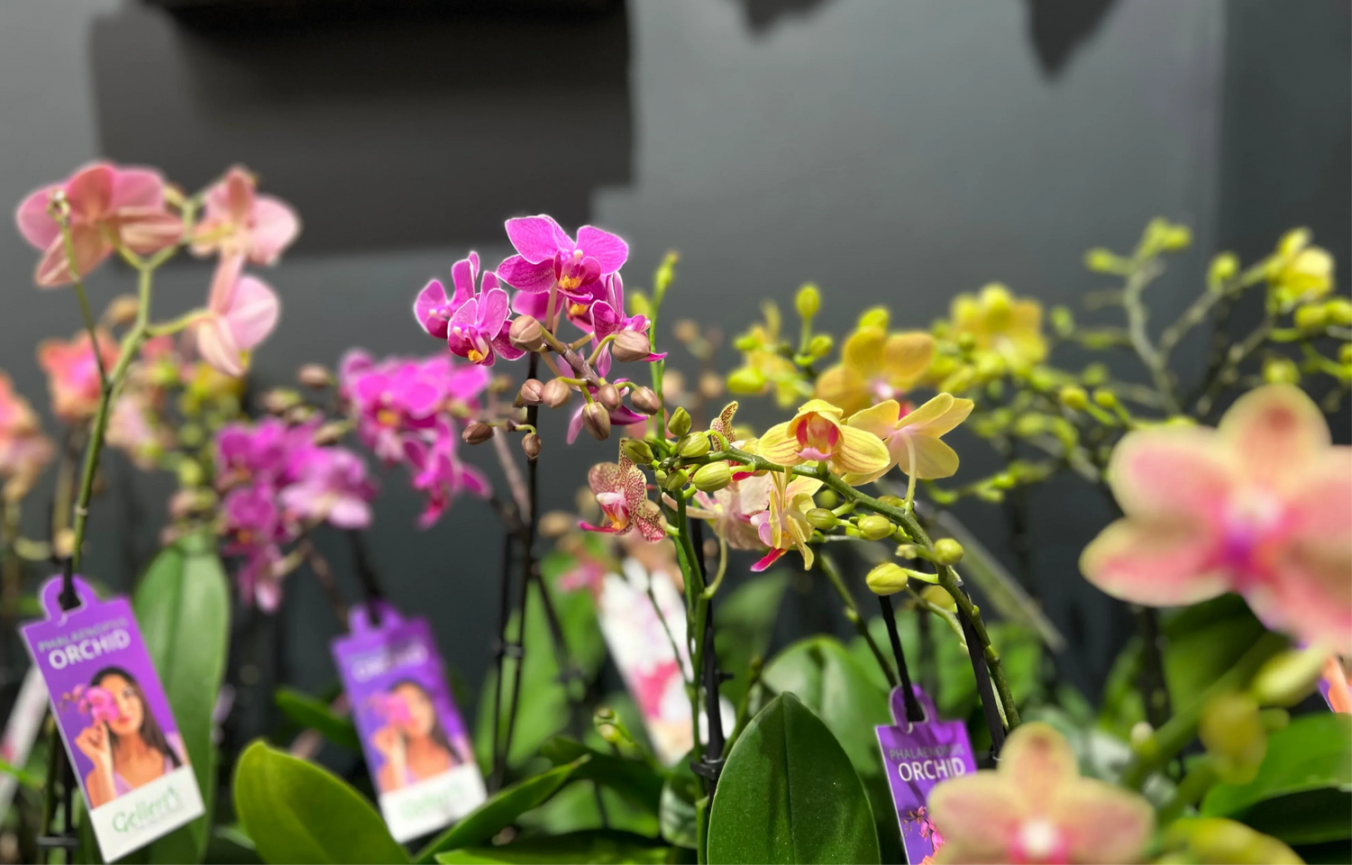 Colorful Phalaenopsis orchids with pink, yellow, and peach flowers in a garden setting