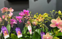 Orchid plant 🪴 Super cute, long flowering Mini Phalaenopsis Orchid in wrapped Possy box