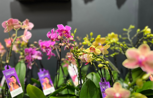 Orchid plant 🪴 Super cute, long flowering Mini Phalaenopsis Orchid in wrapped Possy box