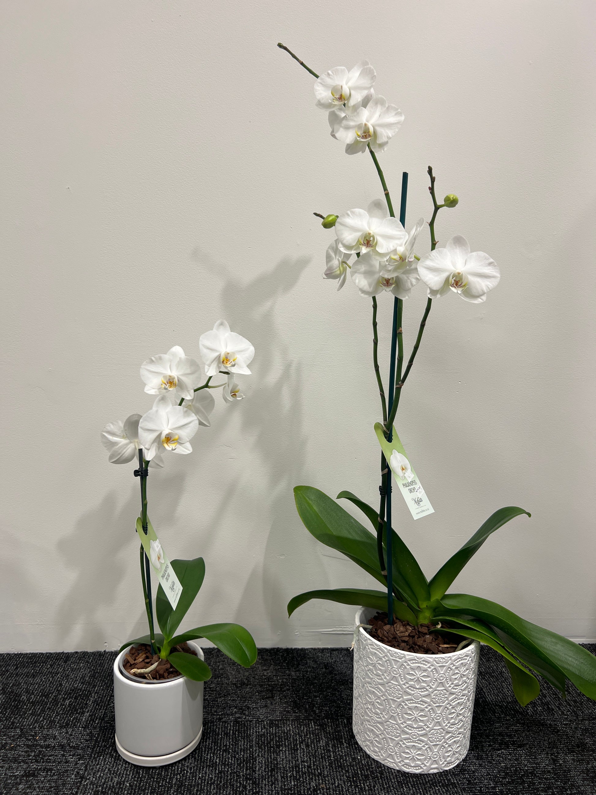 white orchids ports