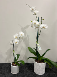 white orchids ports