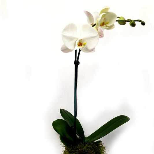 Orchid plant 🪴 Super cute, long flowering Phalaenopsis Orchid in wrapped beautifully box