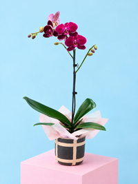 Orchid plant 🪴 Super cute, long flowering Mini Phalaenopsis Orchid in wrapped Possy box