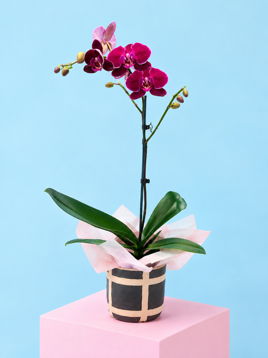Orchid plant 🪴 Super cute, long flowering Mini Phalaenopsis Orchid in wrapped Possy box