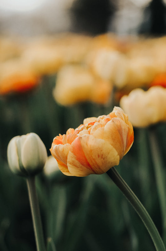 Close-up of a peach-colored tulip